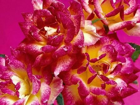 SUR LA MORT D'UNE ROSE